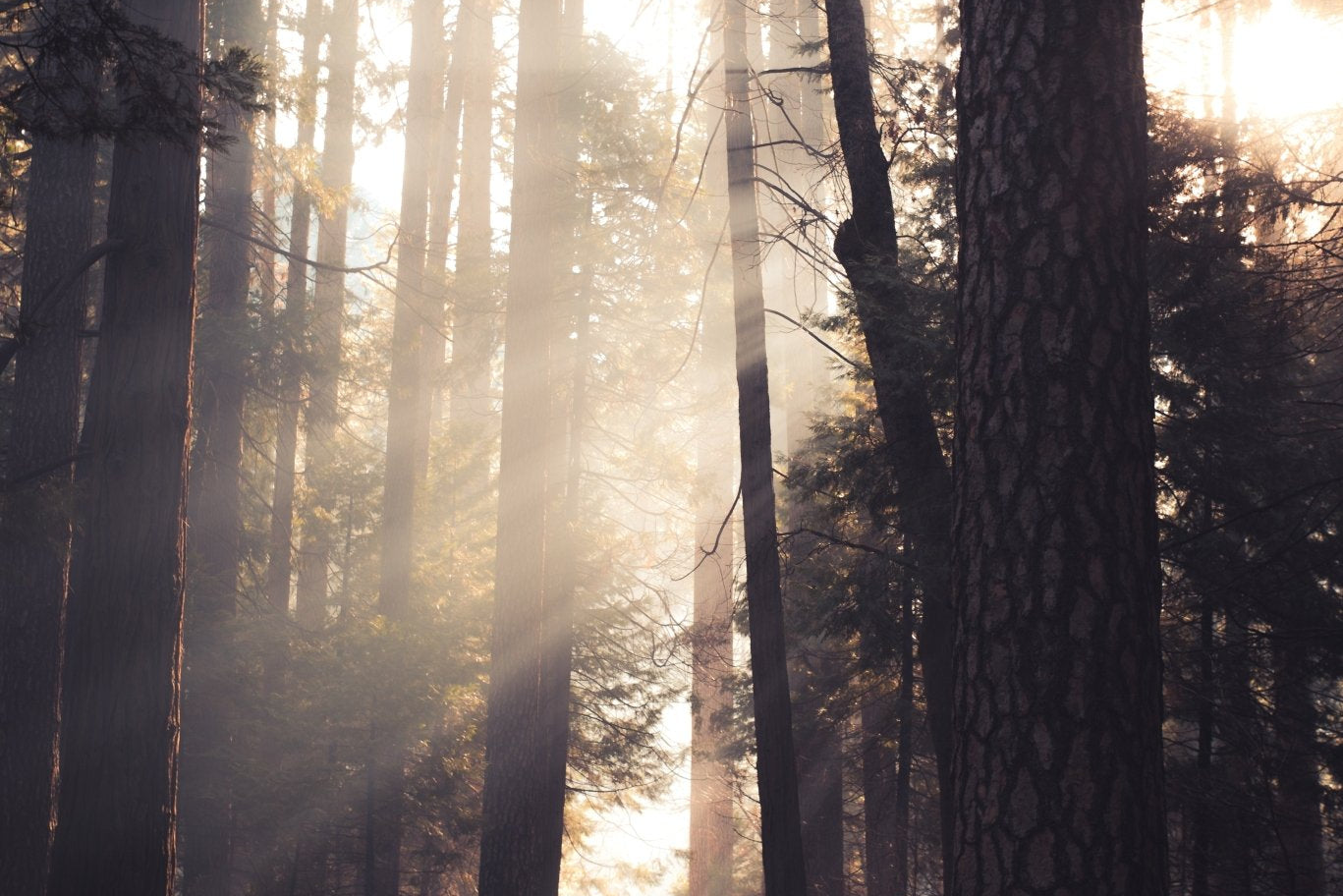 Green exercise and the art of Forest Bathing - Fungo