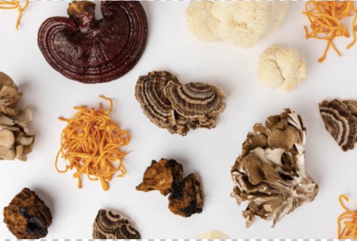 The Rise of Functional Mushrooms: Why you need them in your wellness routine - Fungo