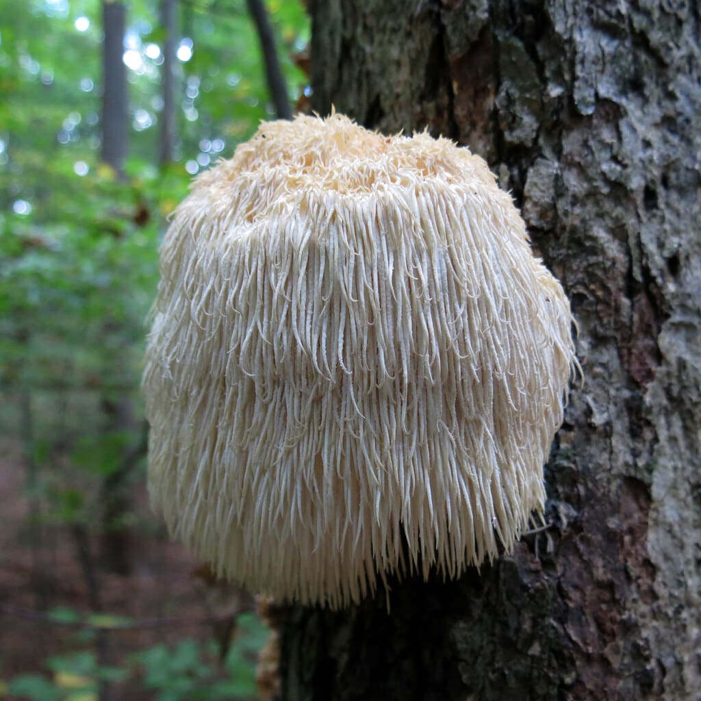 Unleashing the Magic: 8 Exciting Health Benefits of Lion’s Mane Mushroom - Fungo